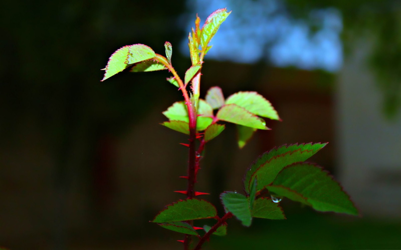 pudica, wallpap, no people, leaf, selective focus, fragility, photography, green color, focus on foreground, night, day, plant stem, growth, leaves, tranquility