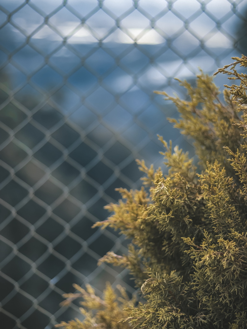 bush, yellow, nature, abies, pollen, bud, flower, close-up, focus on foreground, boundary, flowering plant, larch, 5K, plant, outdoors, barrier, selective focus