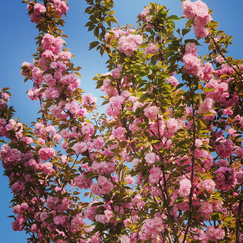 petal, growth, flowers, mimosa, blossom, beauty in nature, fragility, sprout, flower head, iris, pollen, lilac, plant, sky, bunch of flowers, tree, spring