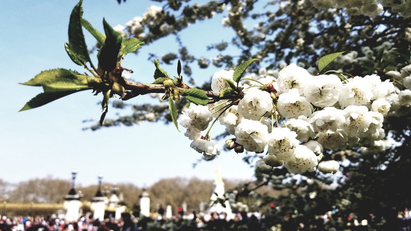 cotton, day, flower, cherry blossom, focus on foreground, peony, sunlight, outdoors, growth, bud, sky, close-up, geranium, white color, beauty in nature