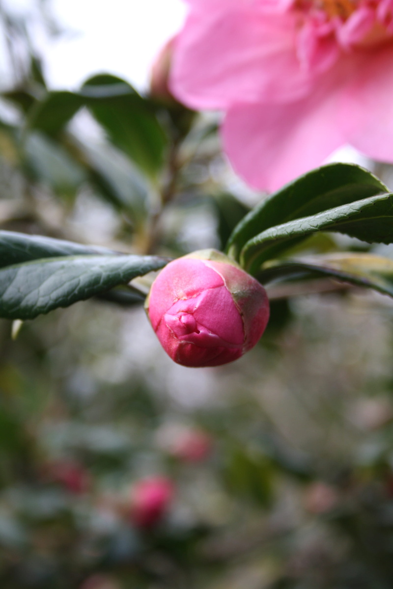 pink, food, nature, healthy eating, white, apricot, floral, food and drink, cherry blossom, no people, blossom, close-up, petal, focus on foreground, outdoors
