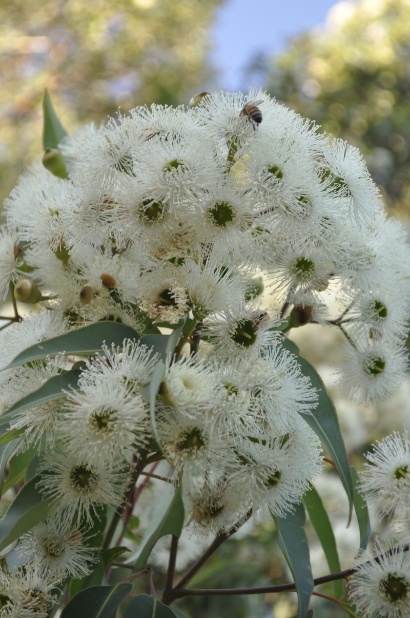 focus on foreground, photo, flowering plant, flower, plant, inflorescence, growth, weed, springtime, close-up, animal, bee, beauty in nature, freshness