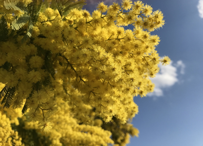 spring, no people, low angle view, springtime, nature, branch, close-up, vulnerability, freshness, yellow, flowering plant, flower head, blossom, beauty in nature