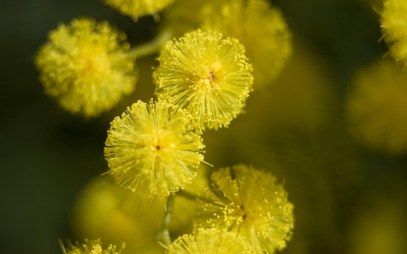 close-up, botany, yellow, flower Head, 1080P, single Flower, green Color, growth, nature, color, dandelion, freshness, mimosa, flowering plant, focus on foreground