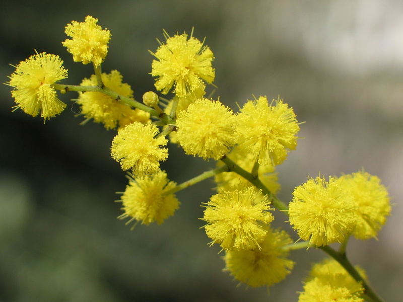 1080P, mimosa