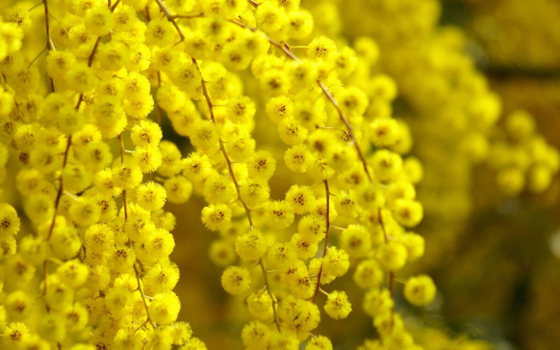 1080P, Mimosa