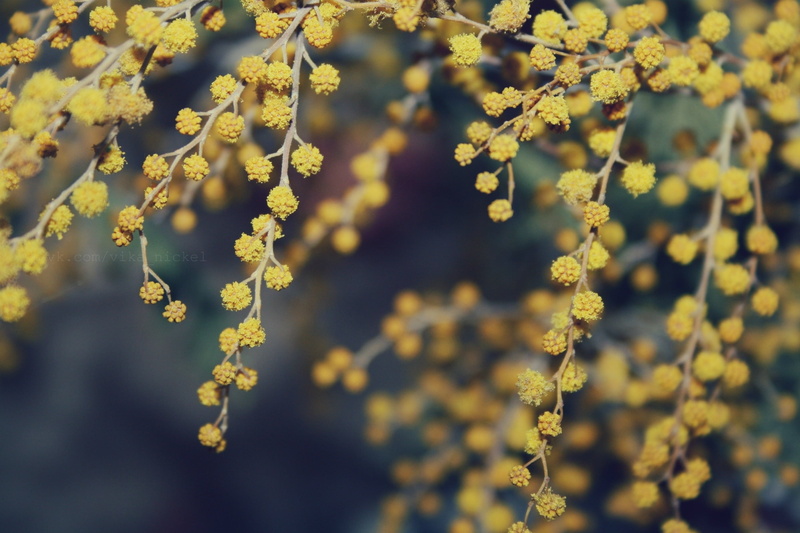 petal, no People, beautiful, petaled, growth, focus on foreground, mimosa, freshness, 2K, yellow, blossom, nature, season, botany, day, backgrounds, plant