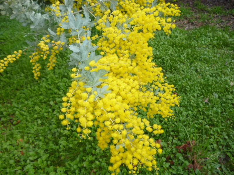 yellow, nature and landscapes, mimosa, tree, flowers, 1080P