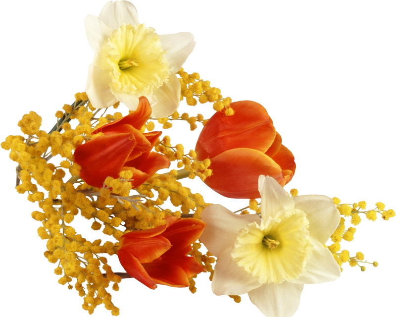 flower, indoors, freshness, fragility, cut out, white color, white Background, close-up, yellow, spring, no People, season, daffodils, springtime, blossom