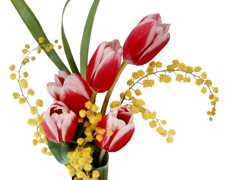 gift, isolated, cut Flowers, valentines Day - Holiday, season, close-up, multi Colored, springtime, no people, white Background, bouquet, petal, white