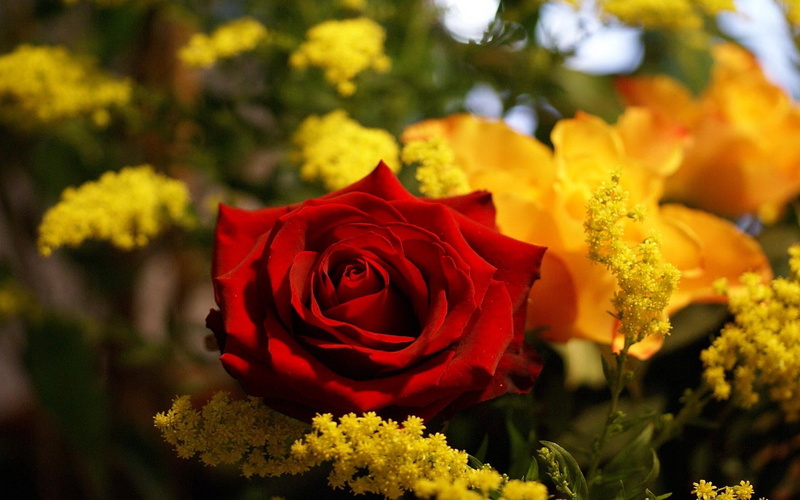 outdoors, bouquet, flower Head, 1080P, blossom, love, rose - Flower, nature, romance, petal, wedding, leaf, celebration, macro, fragility, roses, gift