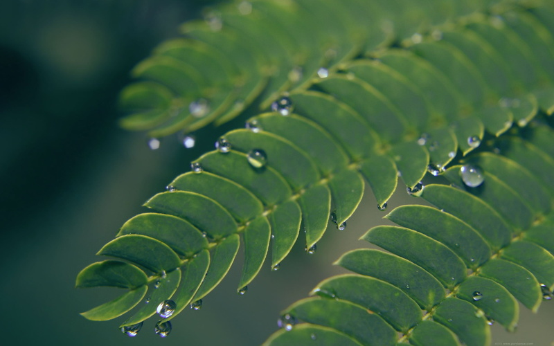 growth, no people, plant part, freshness, water, rain, drop, tranquility, purity, mimosa, dew, close-up, day, nature, green color, selective focus, outdoors