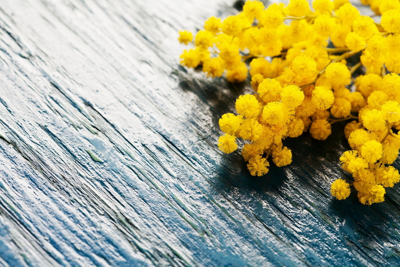 spring, 1080P, Board, flowers, Mimosa