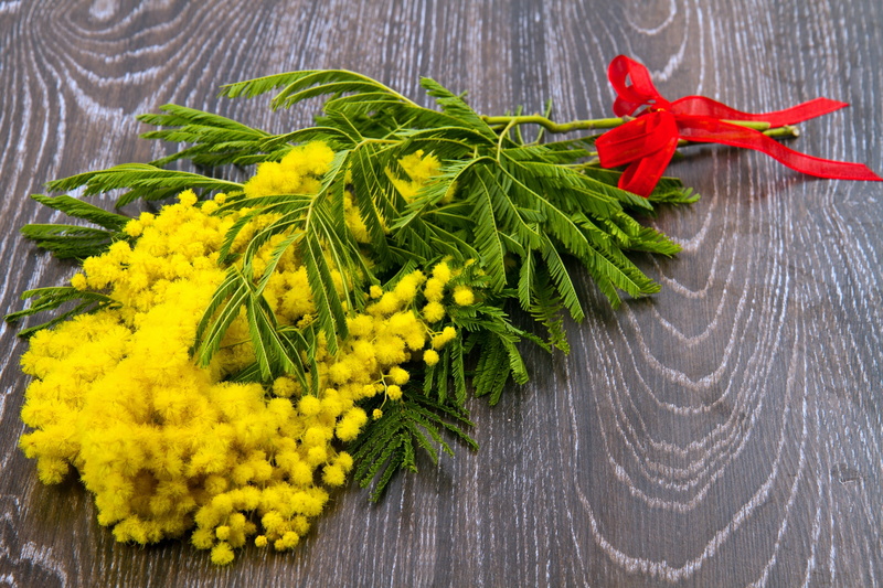 flowering plant, wellbeing, decoration, plank, food and drink, freshness, wood - Material, acacia, bunch of flowers, flower arrangement, yellow Mimosa