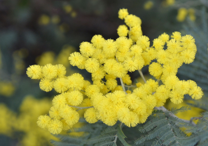 day, spring, focus on foreground, outdoors, inflorescence, beauty in nature, growth, vulnerability, flower head, freshness, plant, springtime, flowering