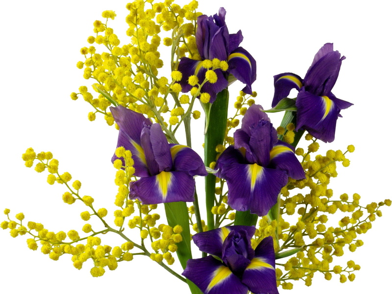 springtime, vulnerability, yellow, white background, flower, growth, iris - plant, season, freshness, close-up, multi Colored, outdoors, beauty In Nature