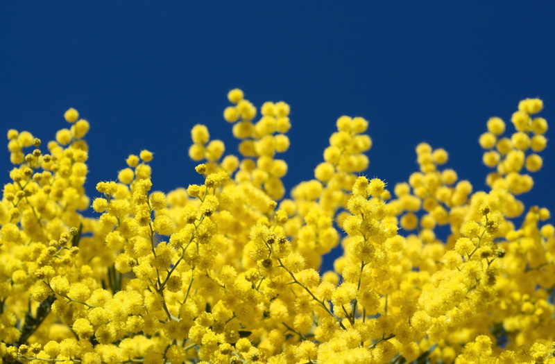 flower, flower Head, 2K, yellow, outdoors, summer, landscape, petaled, beauty In Nature, field, rural scene, no People, springtime, flowering plant, blue