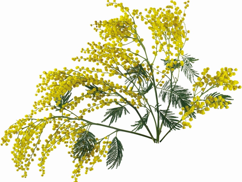 forest, 1080P, tree, springtime, leaf, flower, yellow, beauty in nature, cut out, plant part, close-up, plant, growth, freshness, mimosa, green Color
