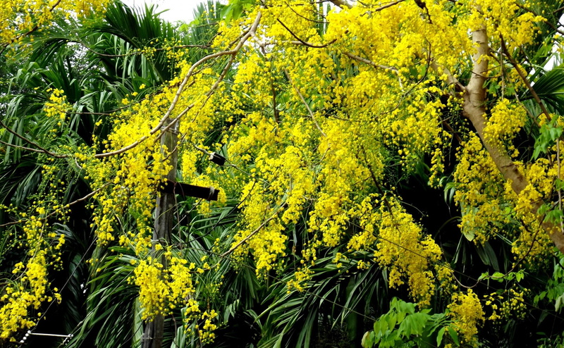 backgrounds, sunlight, springtime, close-up, yellow, plant, leafed, botany, spring, freshness, agriculture, tree, flower, blossom, land, beauty In Nature