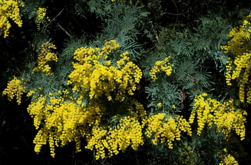 freshness, blossom, flowers, fragility, vulnerability, springtime, backgrounds, tree, flowering plant, nature, mimosa, flower, flower Head, tranquility