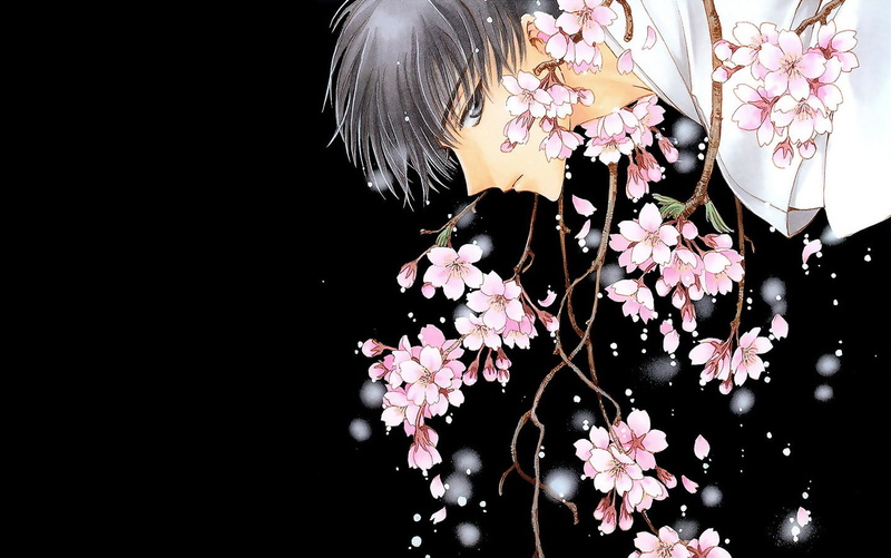 vulnerability, indoors, black background, growth, cherry tree, pink color, inflorescence, petal, springtime, fragility, flowering plant, no people, copy space