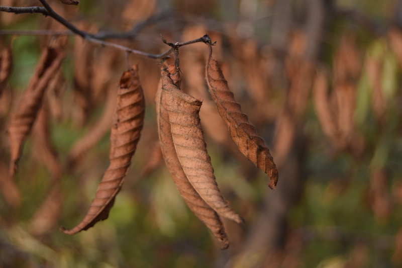 dry leaf, decadence, dry branch, autumn woods, hanging, plant, flora, shallows, renewal, autumn, fall, no people, plant part, dry, change, petiole, leaf