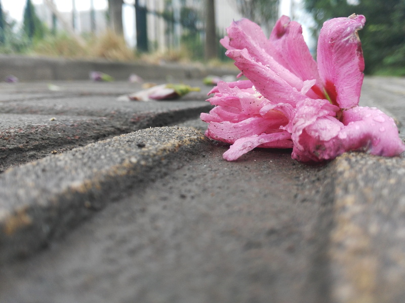 road, no people, Lonely, asphalt, falling red, outdoors, day, freshness, 4K, Flower, sad, surface level, street, petal, pink color, flower head, fragility