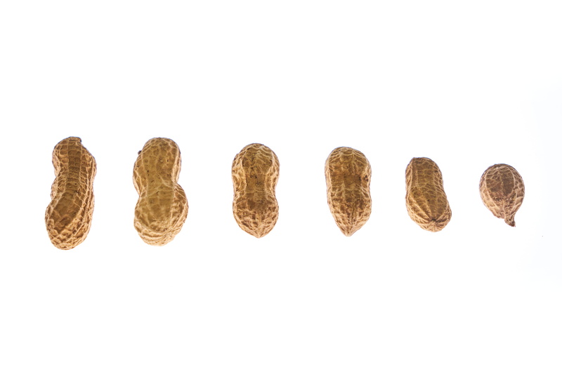 vegan, sarmiento, vitamin, mineral, no people, snack, indoors, healthy eating, panoramic, peanut, in a row, food and drink, wellbeing, side by side, dried fruits and nuts