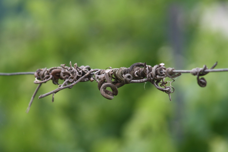 wood, plantas, 4K, security, barbed wire, outdoors, metal, vid, planta, sarmiento, protection, close-up, uvas, vine, boundary, wire, viña, barrier, grapes