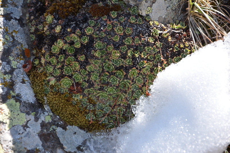 natural beauty, no people, day, 5K, the interesting, tree, color, detail, hard rock, great, worn, unbelievable, background, interesting textures, stone