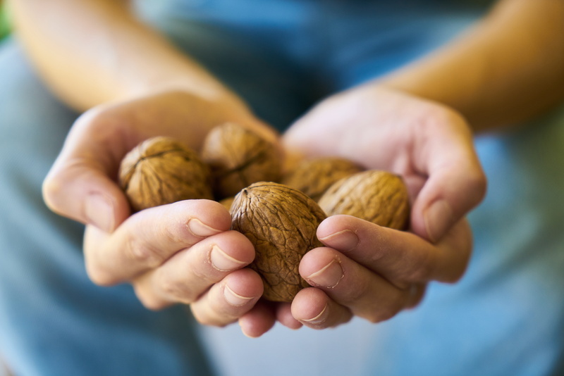 nutrition, seeds, vitamins, hand, natural, keep, human hand, 5K, selective focus, nut, health, holding, walnut, shell, handful, human body part, el, soil