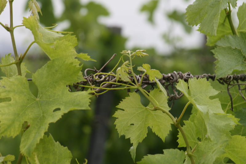 bunch, tree, focus on foreground, vine, day, wine shoot, green color, viña, beauty in nature, vineyard, plant part, winemaking, green leaves, no people