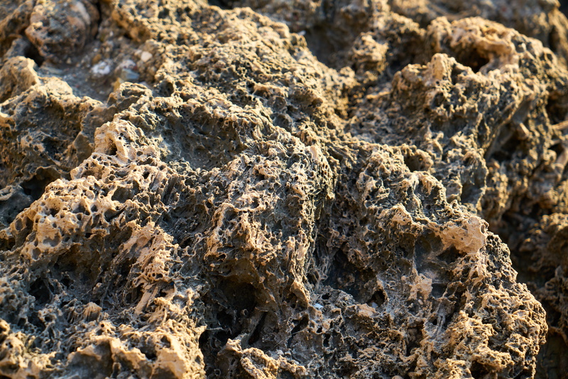 marine, sea, animals in the wild, water, full frame, eroded, macro, textured, stone, close-up, rock - object, background, solid, beach, texture, outdoors