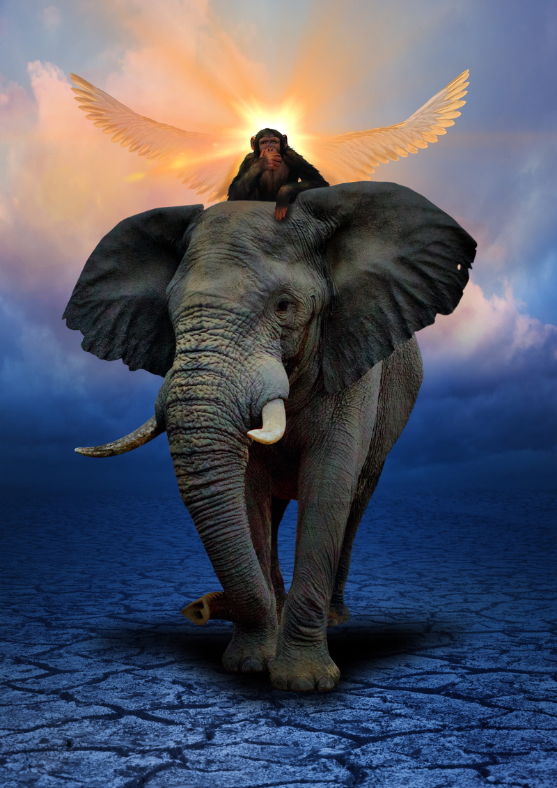 monkey, full length, herbivorous, land, one animal, 4K, animals in the wild, painting, mammal, sunset, riding, sea, elephant, cloud - sky, vertebrate