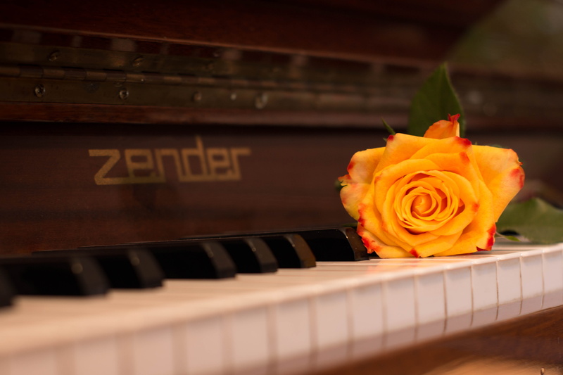musical instrument, keyboard instrument, orang, close-up, 5K, instrument, harmony, rose, wood, keyboard, arts culture and entertainment, piano, music