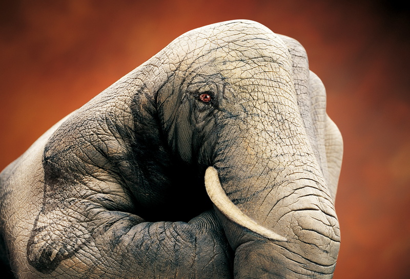 elephant, elephants, ivory, 2K, drawing, art, hand