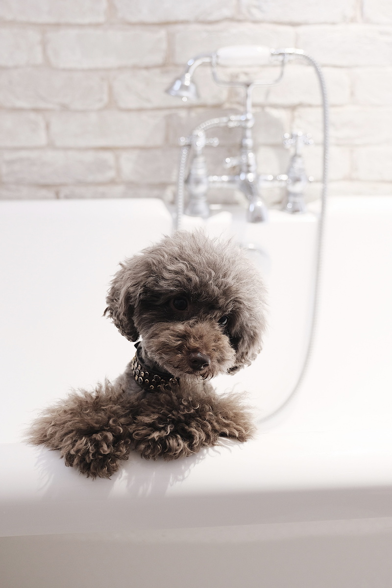 pet, indoors, pets, looking at camera, home, no people, small, poodlegang, wash, domestic room, portrait, vertebrate, sink, mammal, domestic bathroom, animal themes