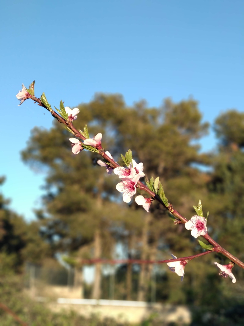 beauty in nature, cherry tree, blossom, flower head, branch, tree, outdoors, flowers, freshness, flowering plant, petal, landscape, focus on foreground