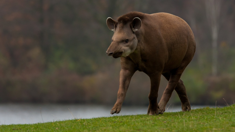 bairds tapir, tapir, grass, animals, 4K