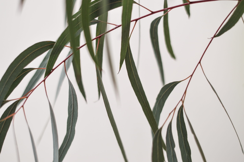 botany, focus on foreground, bird, blade of grass, leaf, silhouette, clean, blossom, day, no people, nature, green, london, outdoors, leafed, beauty in nature
