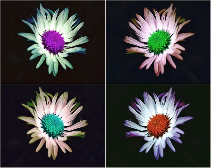 black background, flower, popart, colorful, creativity, plant, inflorescence, vulnerability, background image, studio shot, digital composite, geometric