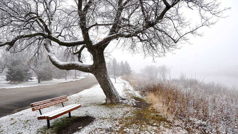 Fog, Bench, Trees, 1080P, Snow, Road, Winter