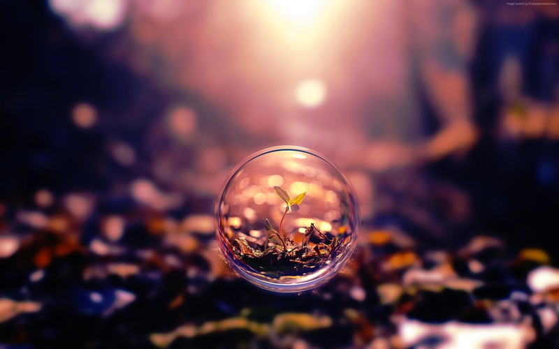 sunset, 4k, 2K, background, transparent, sphere, plant