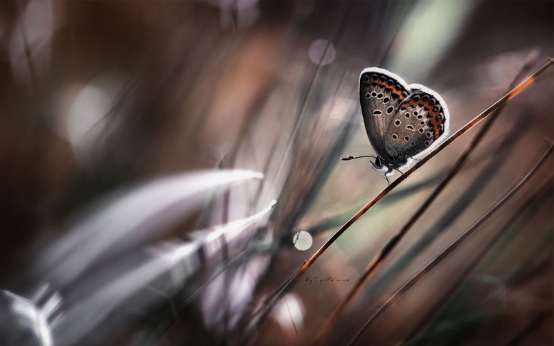 butterfly, macro, animals, 1080P, nature, insect, flowers