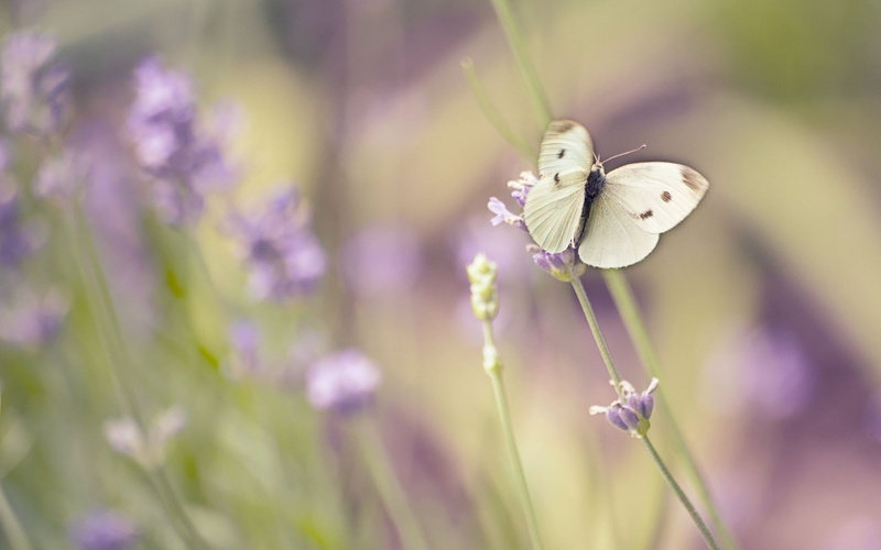 flowers, animals, nature, butterfly, 1080P, macro, insect
