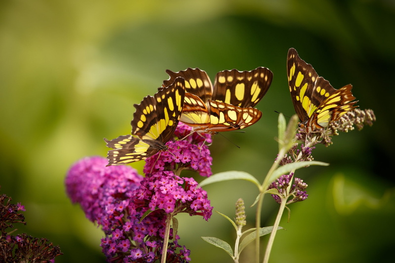 animal wing, close-up, no people, vulnerability, butterfly - insect, animals in the wild, animal, petal, macro, photography, beauty in nature, one animal