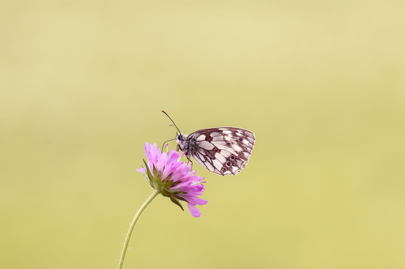 close, bloom, colored background, deaf-skabiose, plant, flight insect, fragility, butterfly, animal wing, edelfalter, wild life, landed, no people, beauty in nature