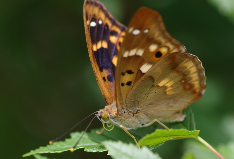 beauty in nature, Butterfly, one animal, plant part, animal wildlife, insect, day, invertebrate, flower, rarely, plant, flower head, no people, animals in the wild