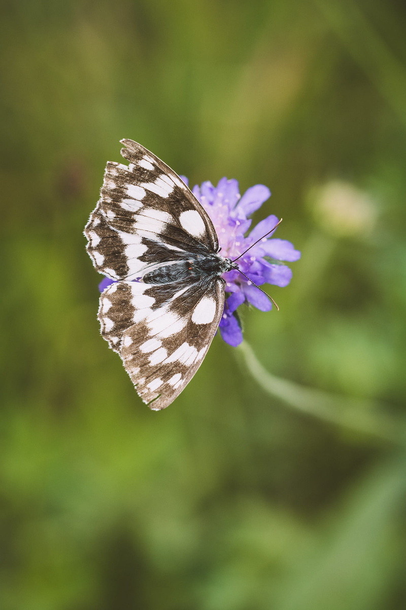 butterfly - insect, butterfly, beauty in nature, landed, close up, insect, chess board, flowering plant, nature, satyrinae, growth, melanargia galathea