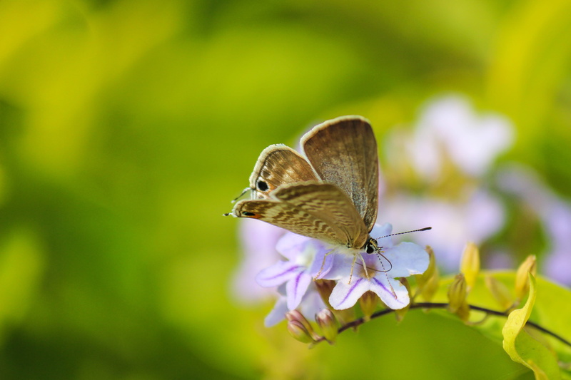 freshness, one animal, purple, pollination, nature, animal wildlife, lepidoptera, flower, pollinating, animal themes, multi Colored, summer, invertebrate